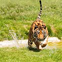 slides/IMG_3377.jpg wildlife, feline, big cat, cat, predator, fur, marking, hybrid, tiger, action WBCW9 - Bengal Tiger